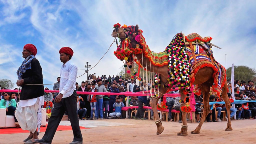 camel festival in bikaner | best taxi services in udaipur