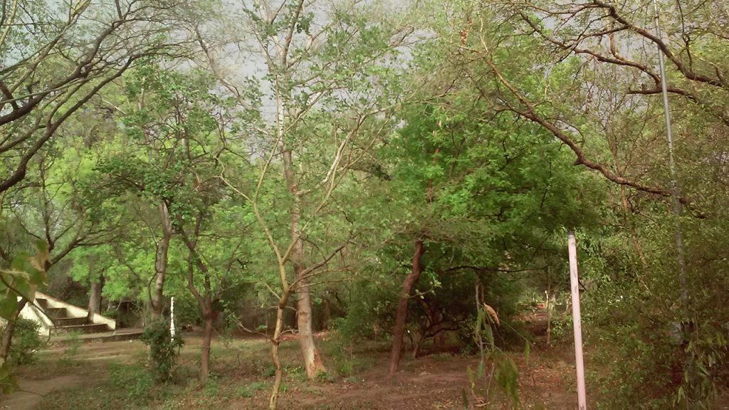 sariska sanctuary alwar | innova crysta in udaipur